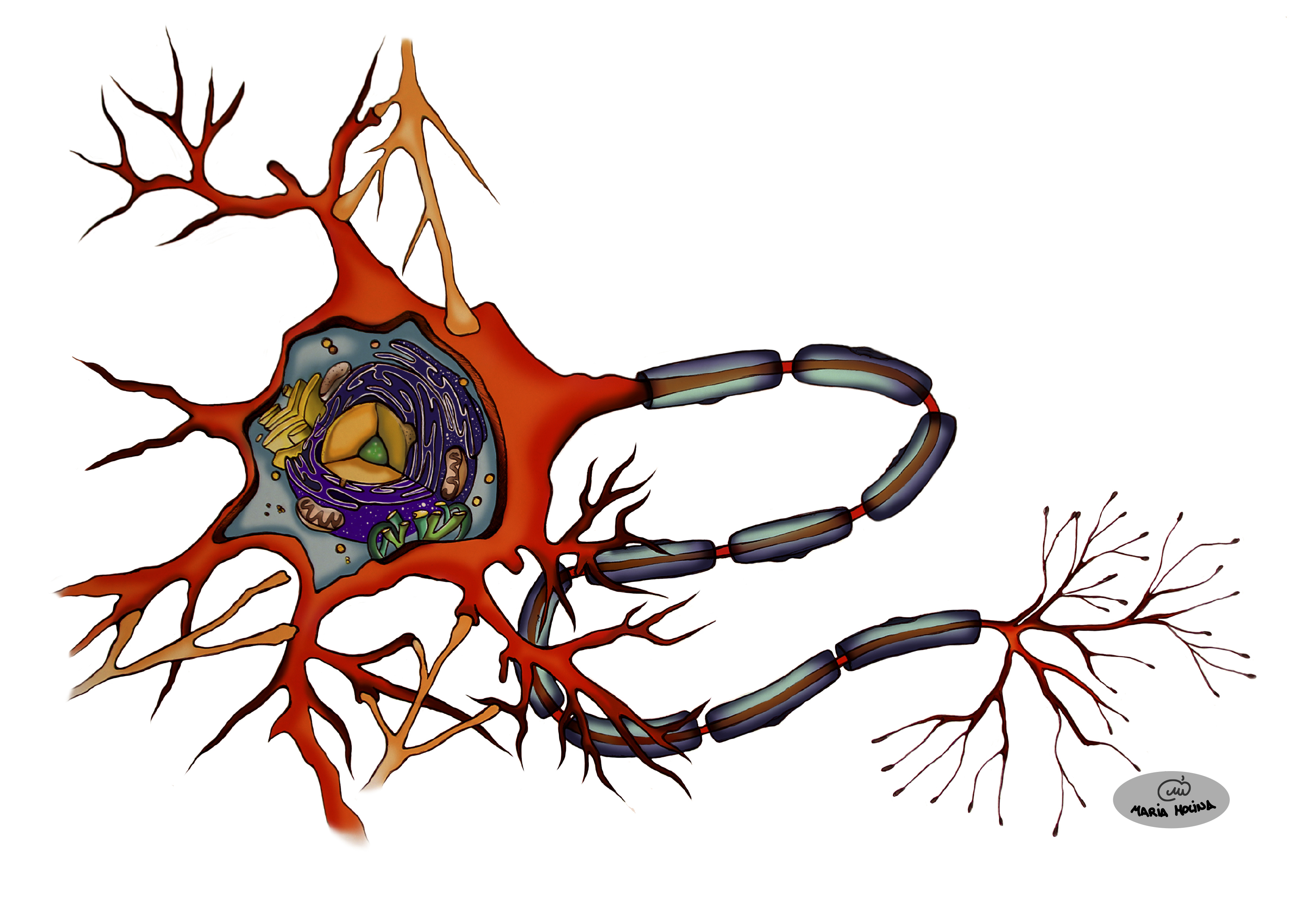 Функции нейронов: как работают и какую задачу выполняют - health, brain and neuroscience