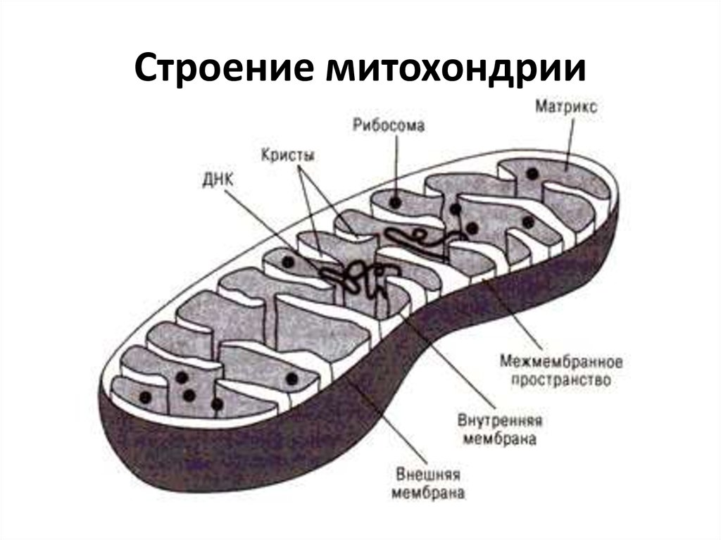 Митохондрии строение и функции, таблица, почему митохондрии называют энергетическими станциями клеток, внутренние структуры митохондрий, отличие от рибосом | tvercult.ru