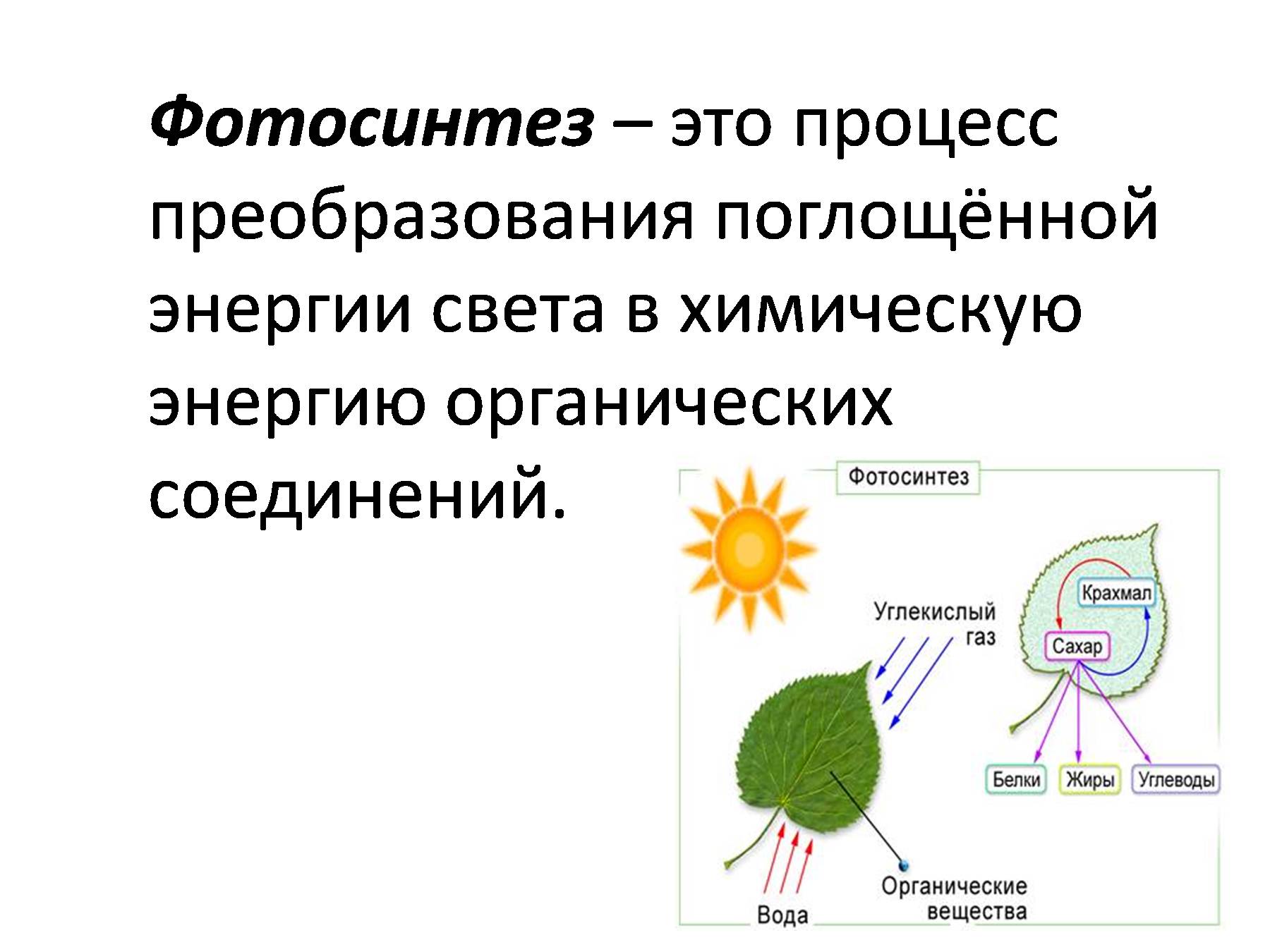 Фотосинтез: световая фаза, темновая фаза, фотодыхание, хемосинтез