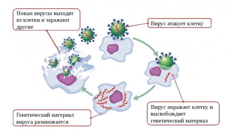 Первые симптомы коронавируса covid-19 и методы профилактики