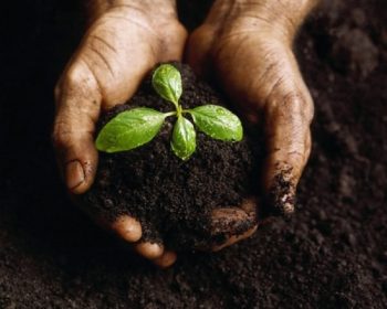 От чего зависит плодородие почвы