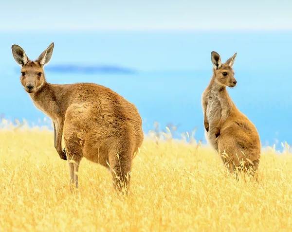 Интересные факты о кенгуру