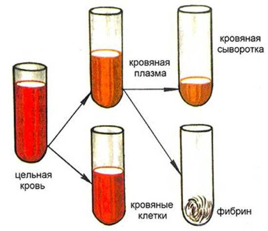 Плазма крови: что это, состав и функции, заболевания, влияющие на свойства плазмы