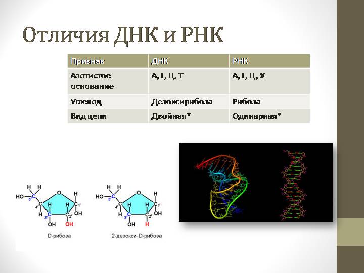Рнк ростов. Структура ДНК И РНК. Различия ДНК И РНК таблица. Различия между ДНК И РНК таблица. Различия первичной структуры ДНК И РНК.