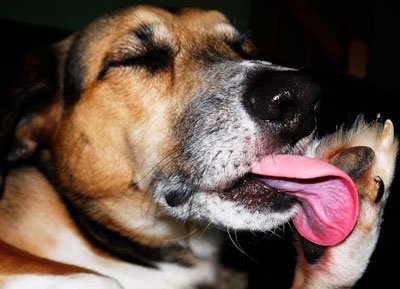 Лапомойки для собак: какие бывают разновидности и как ими пользоваться?
