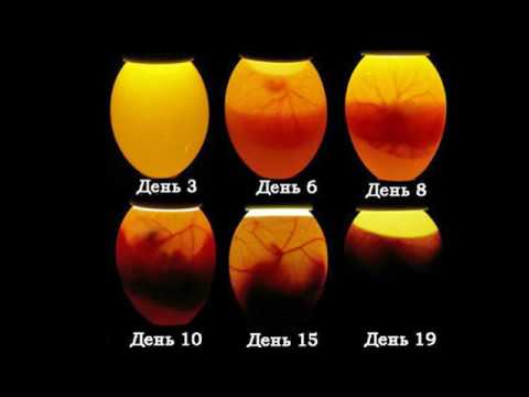 Овоскоп: как правильно овоскопировать яйца