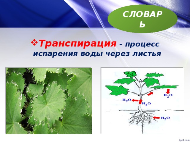 Трансгенные растения презентация