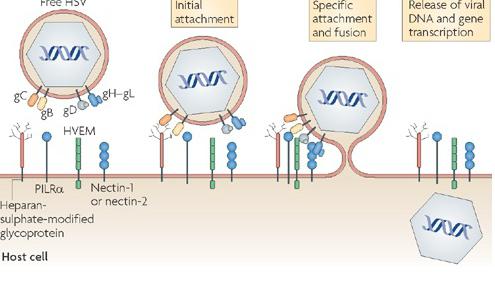 Жизненный цикл клетки: фазы, периоды. жизненный цикл вируса в клетке хозяина