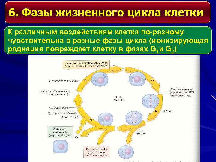 1. жизненный цикл клетки. размножение организмов