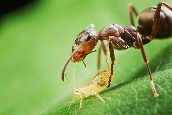 Не только вредитель: интересные факты о тле и фото, как выглядит это насекомое