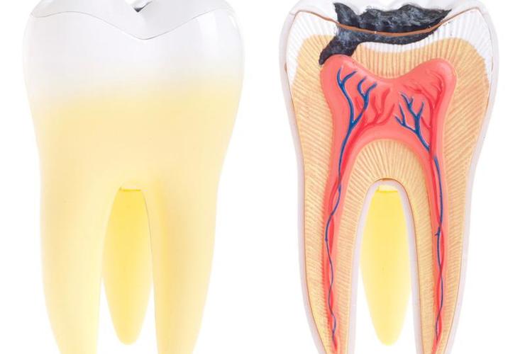 Строение и функции пульпы зуба