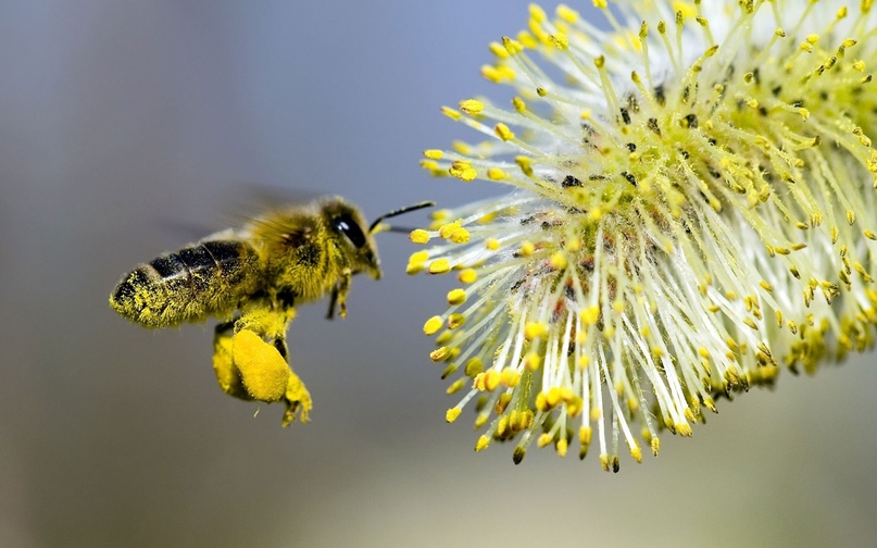 Что такое пчелиная пыльца и обножка