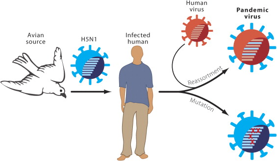 Пандемия свиного гриппа в 2009 году. сколько людей умерло от вируса h1n1?