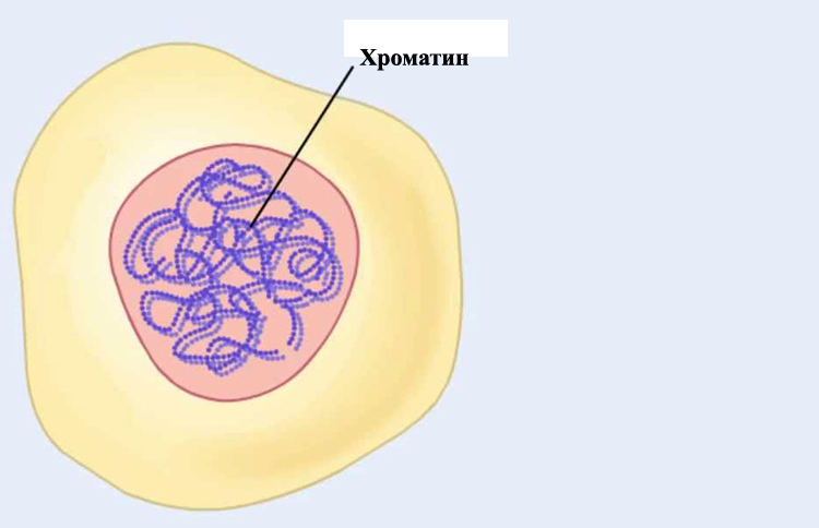 Что такое хроматин? функции хроматина