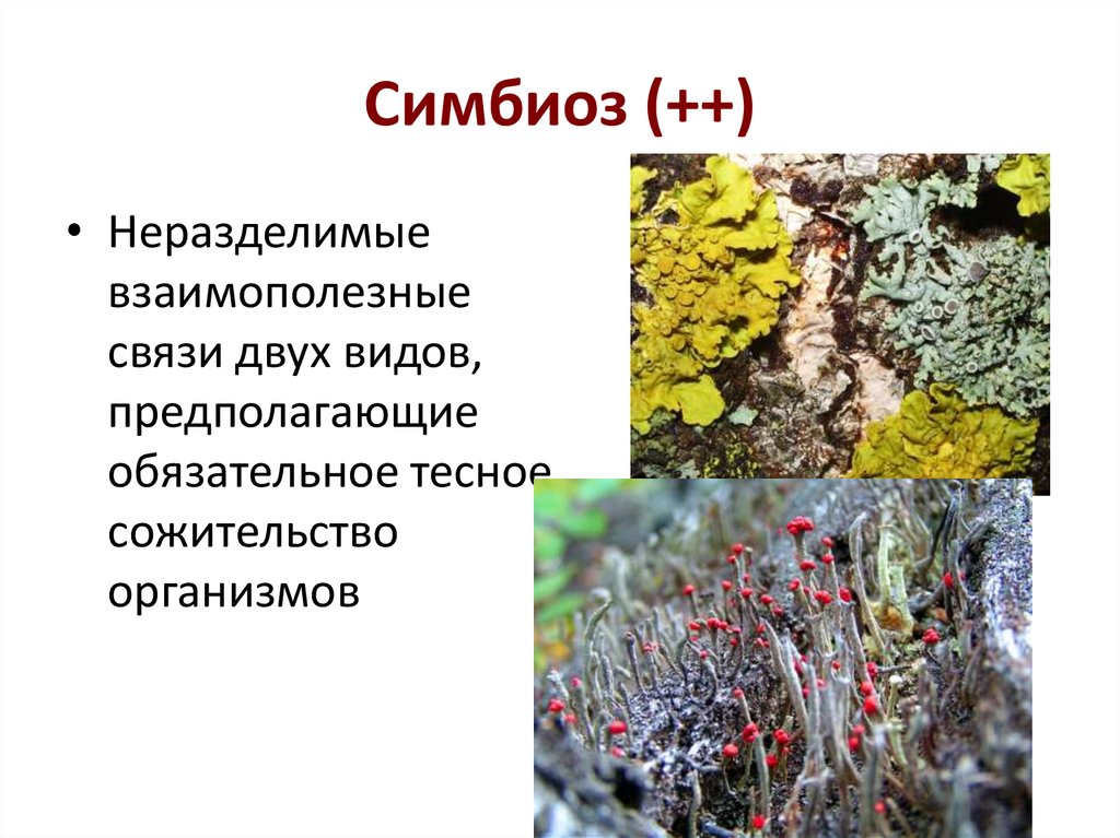 Примеры симбиоза у растений. Симбиоз. Симбионты в природе.