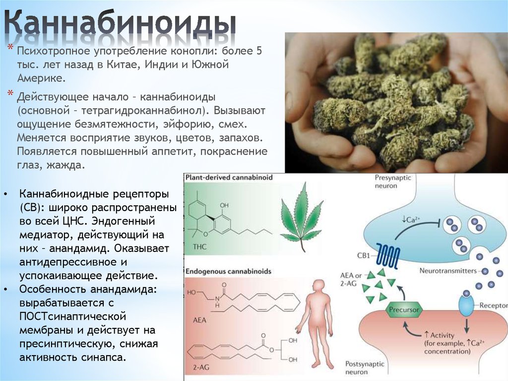Влияние марихуаны на щитовидную железу анализ употребление марихуаны