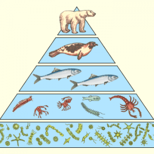 Зачем нужны и что отражают правила экологических пирамид