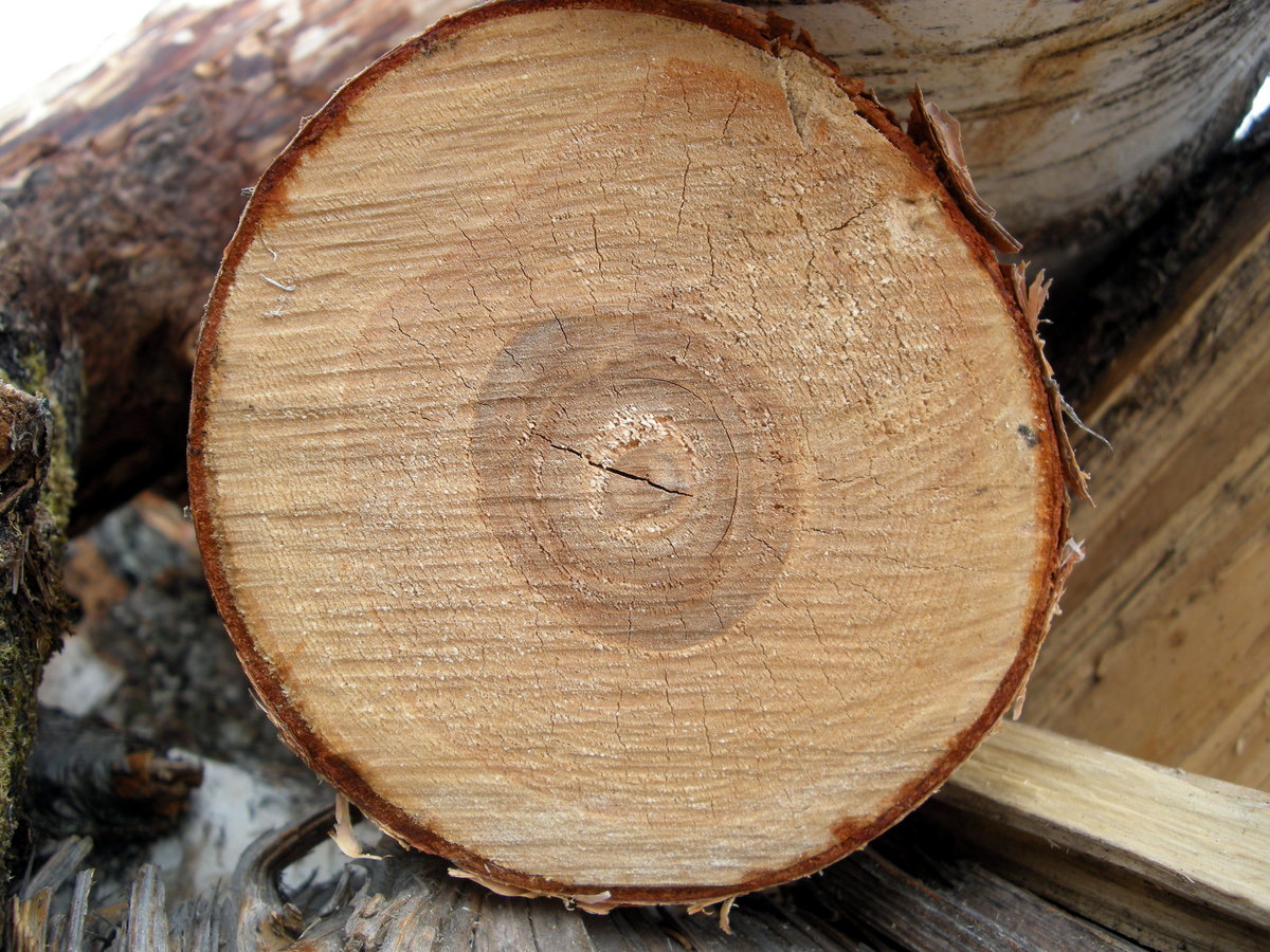 Годичные кольца древесины Секвойя