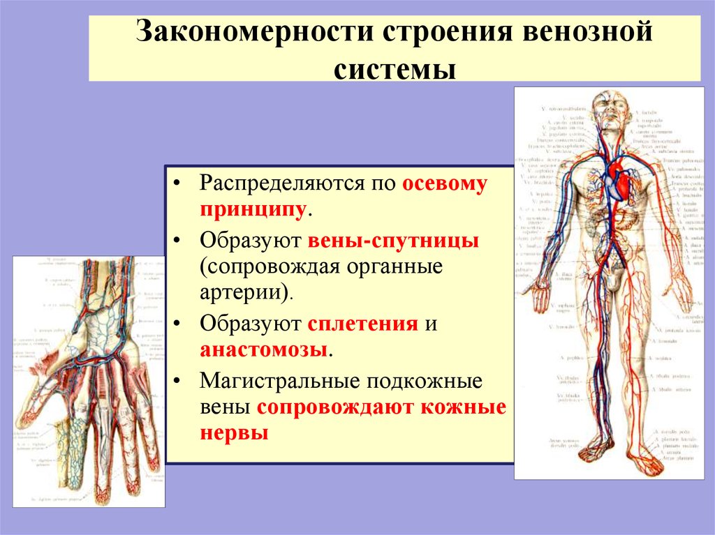 Особенность строения вены по сравнению с артерией. Строение венозной системы. Венозная система человека анатомия схема. Общий план строения венозной системы. Функции венозной системы.