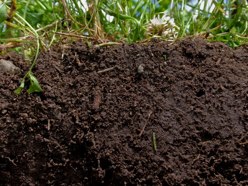 Почва: что это такое? каковы ее особенности, основное качество – что является ее главной характеристикой? что она дает растениям? слои и строение. роль и функции
