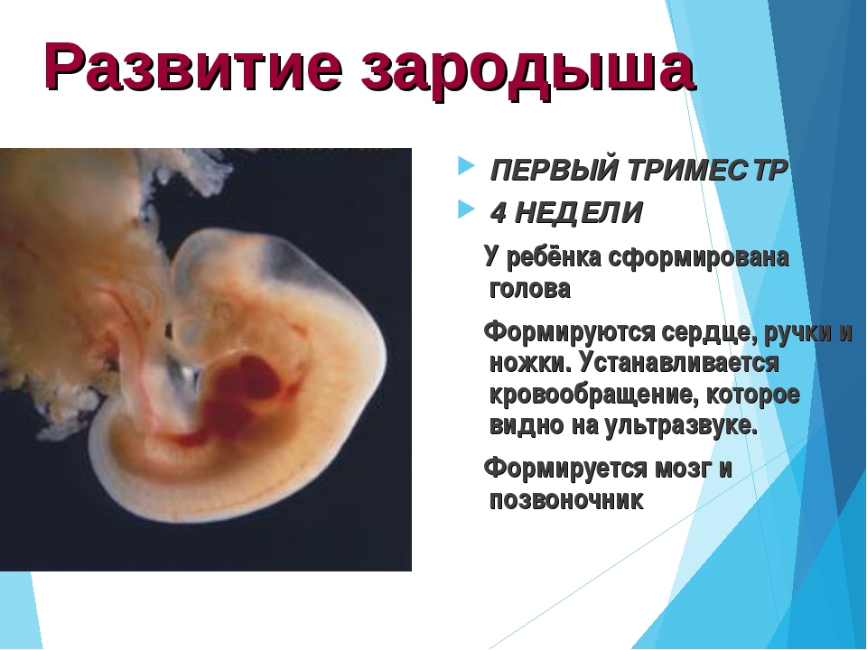 Эмбрион человека