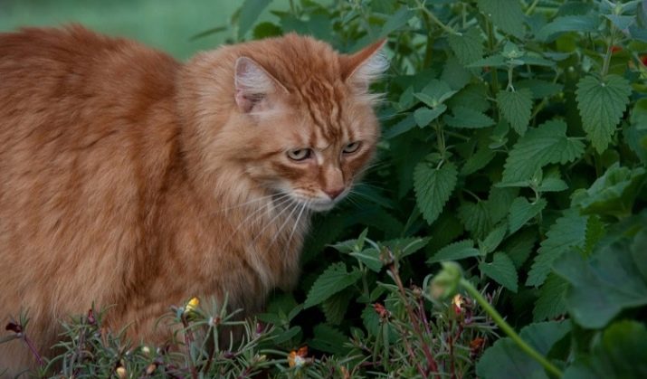 Котовник: лечебные свойства и противопоказания, применение, фото