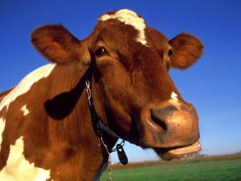 Фуражная корова: что это значит? как определить надой на одну корову?