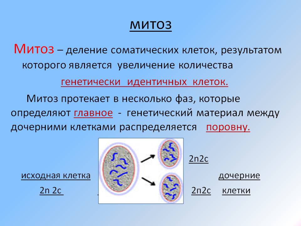 Что такое митоз? биологическое значение процесса :: syl.ru