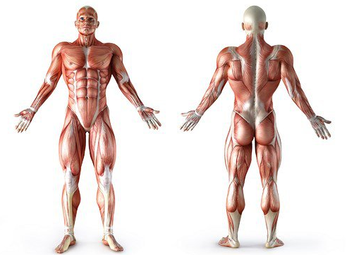 Мышечная система человека. все, что надо знать
мышечная система человека. все, что надо знать