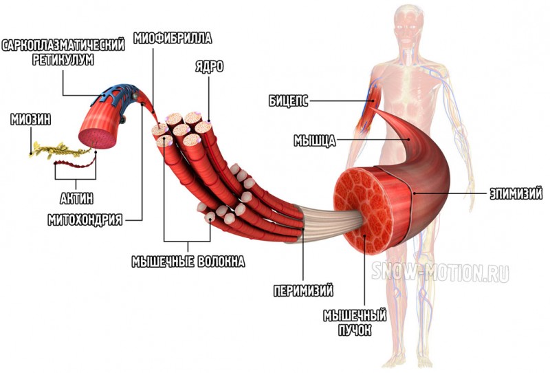 Анатомия мышц человека. строение и функции мышц человека