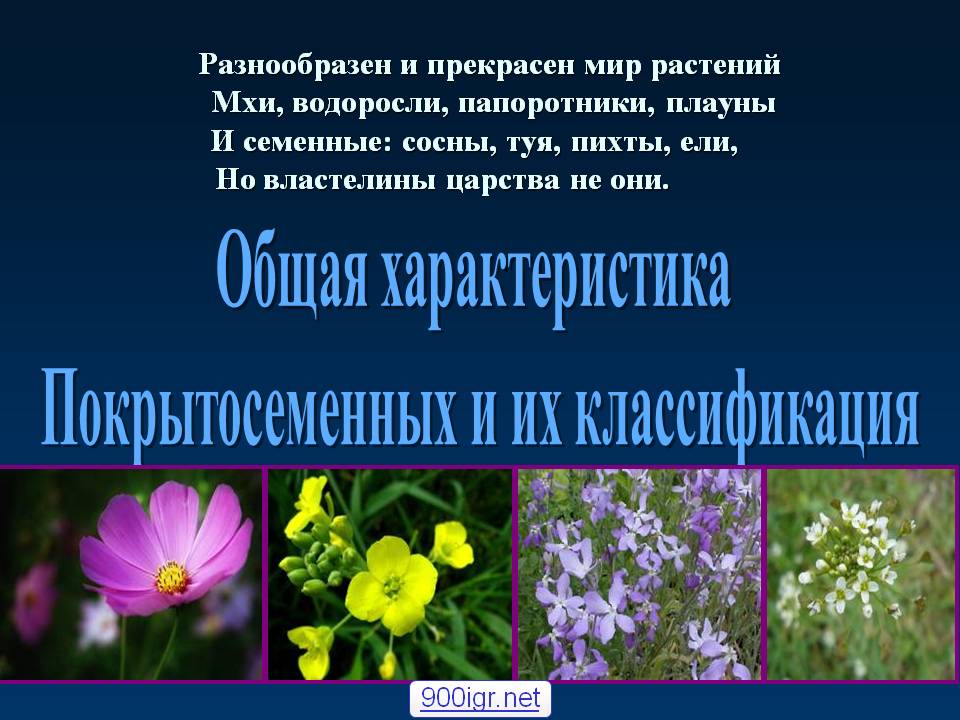 Отдел покрытосеменные (цветковые) растения
