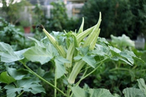 Бамия что за овощ и как его выращивать