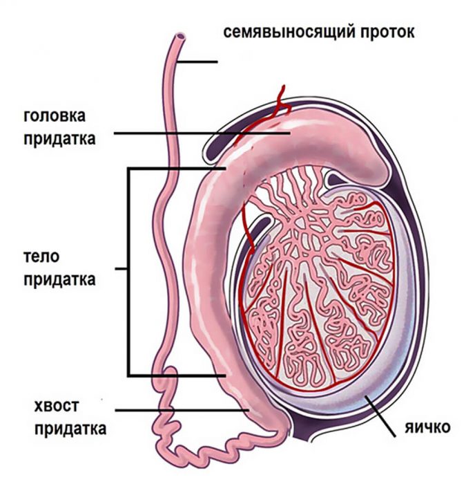 Анатомия тестикулы у мужчин: строение и функции мужских яичек