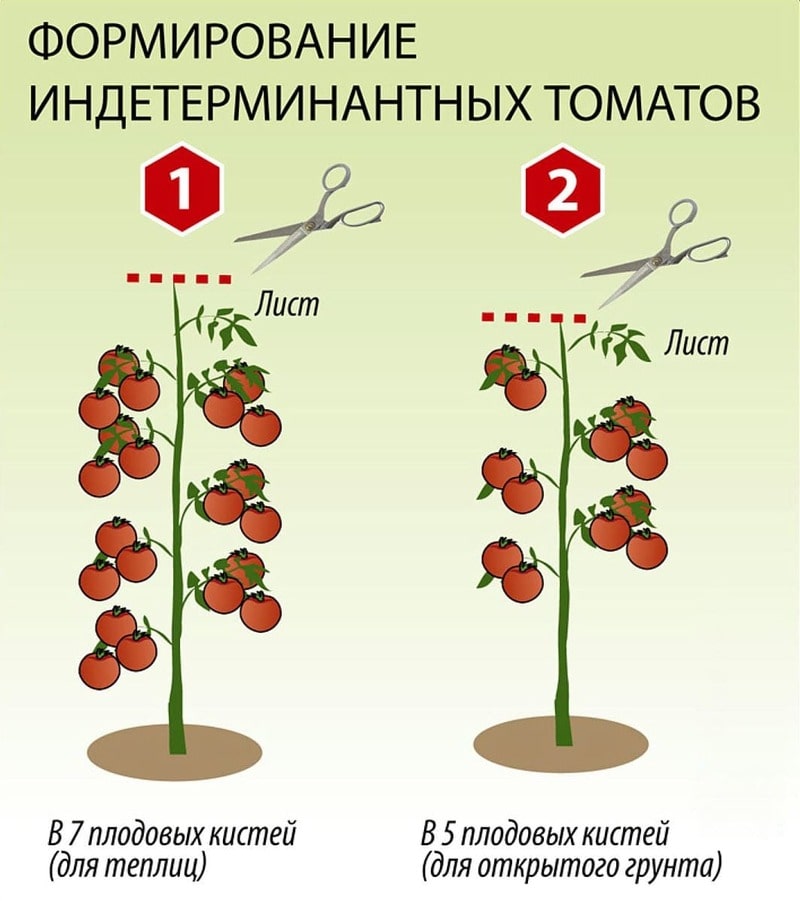 Сравнительные сведения о различных сортах помидор