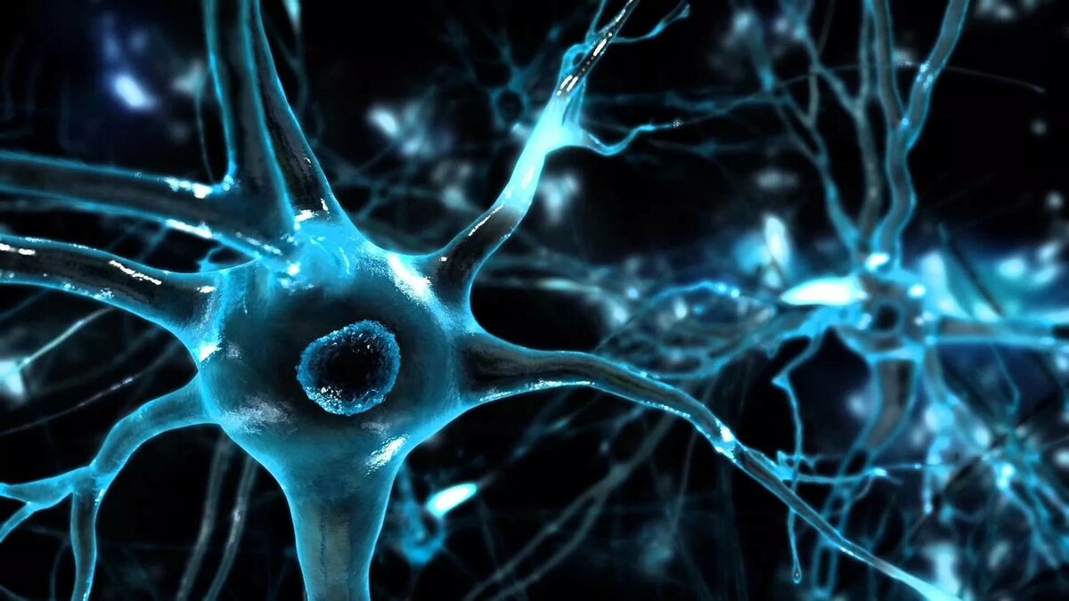 Строение нейрона: составные части нервной клетки