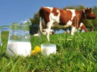 Ультрапастеризованное молоко: описание, польза и вред, срок хранения
