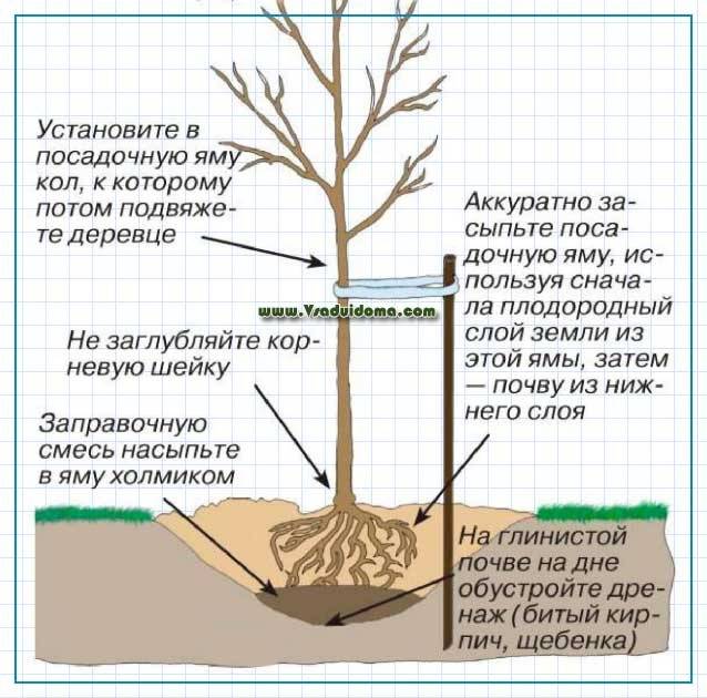 Как определить где находится корневая шейка | весьогород.ру