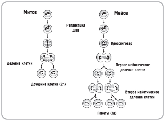 Жизненный цикл клетки: интерфаза и митоз