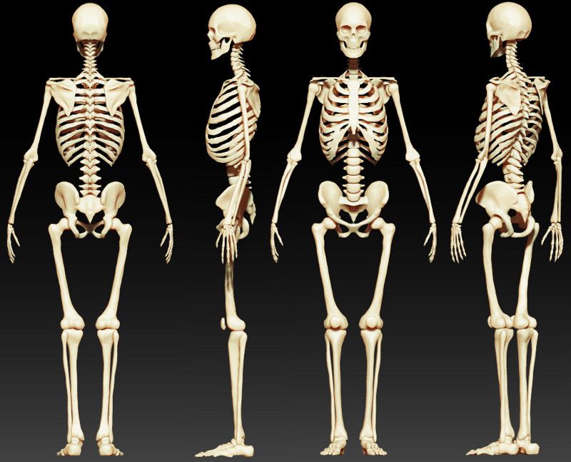 Что такое скелет: особенности строения скелета человека | здоровье и все для него