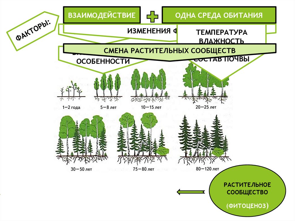Структура растительного сообщества кратко биология 7 класс. Смена растительных сообществ. Растительные сообщества схема. Растительные сообщества формирование. Изменения в растительном сообществе.