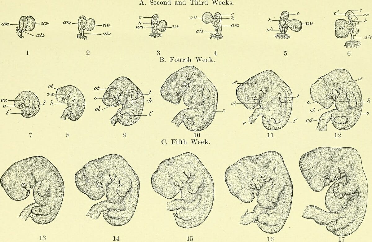 Дробление (эмбриология) — википедия. что такое дробление (эмбриология)