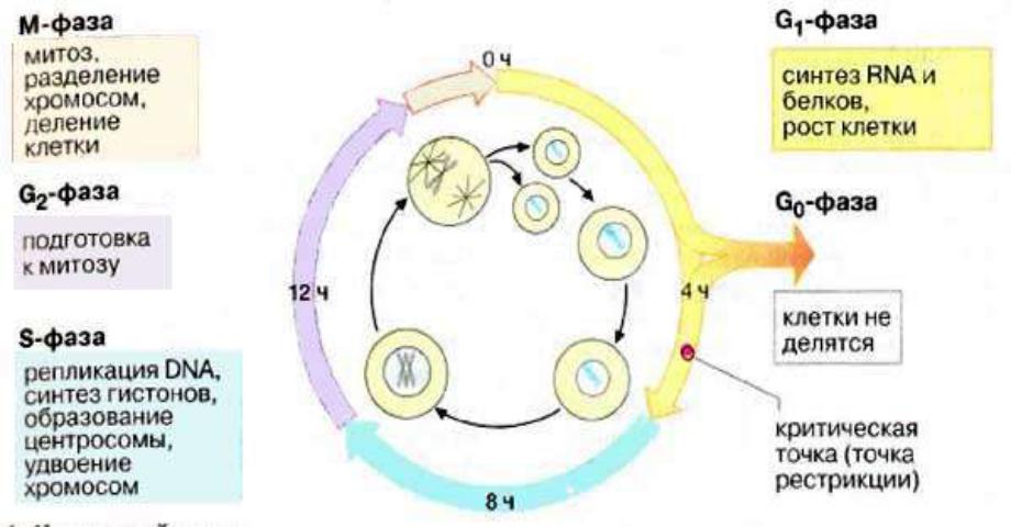 Конспект "жизненный цикл клетки. митоз и мейоз" - учительpro