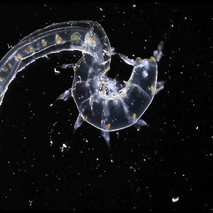 Планктон — это что-то легкое, свободно парящее в воде?