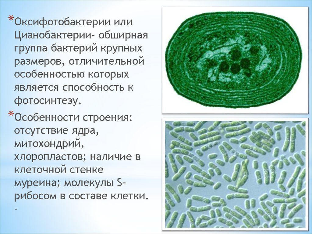 Цианобактерии - вики