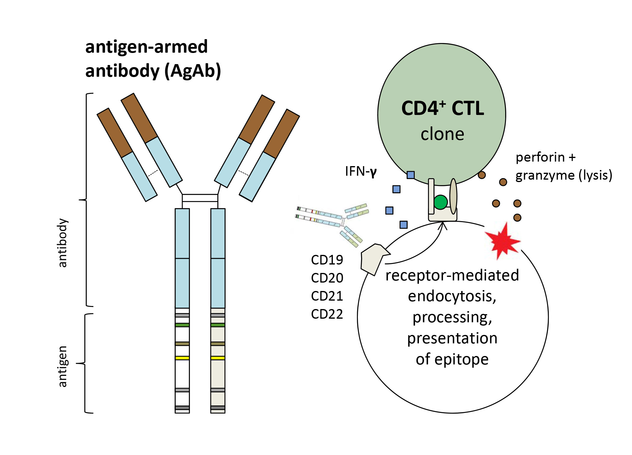 Иммуноген. Антитела и антиген отличие. Комплекс антиген антитело схема. Антиген и антитело различия.