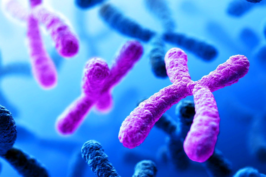 Хромосомы – их значение, свойства, история открытия