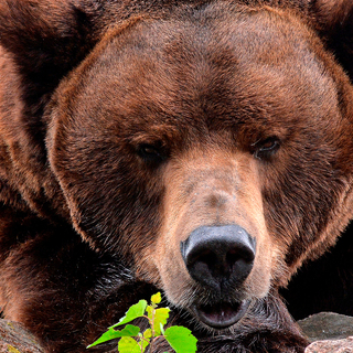 Почему медведя назвали медведем? версии происхождения названия медведя :: syl.ru