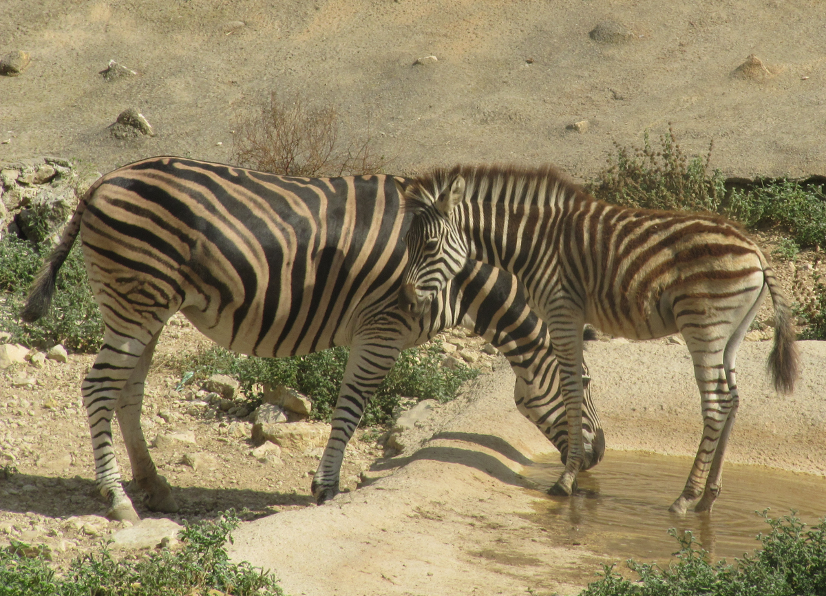 Зебры — википедия. что такое зебры