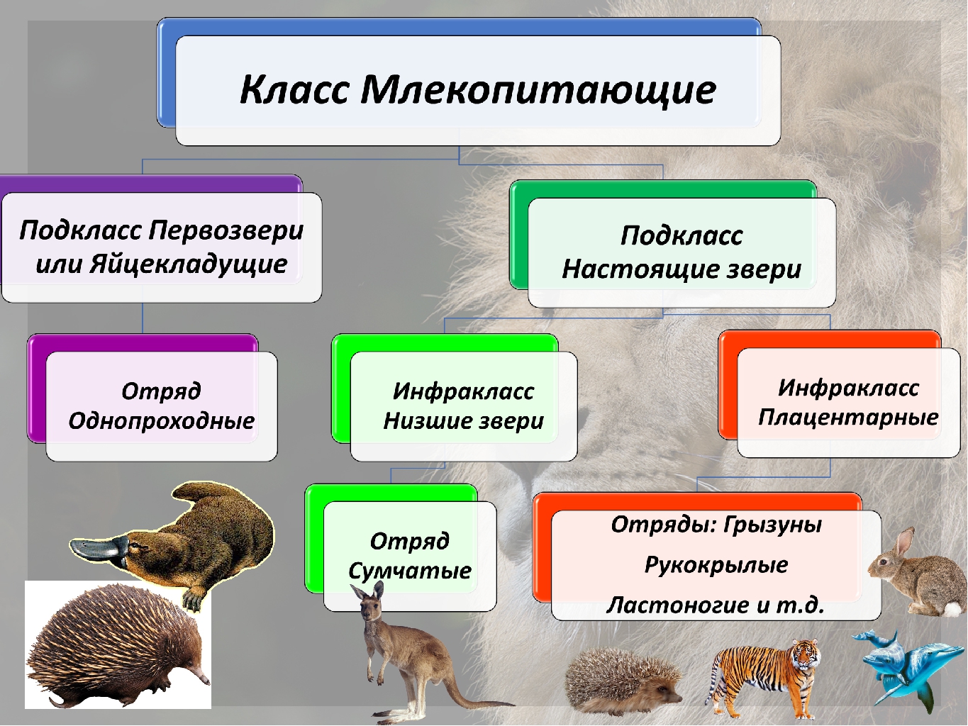 Пример млекопитающих 3 класс. Многообразие млекопитающих 7 класс биология. Многообразию млекопитающих отряды. Класс млекопитающие представители. Класс млекопитающие отряды.