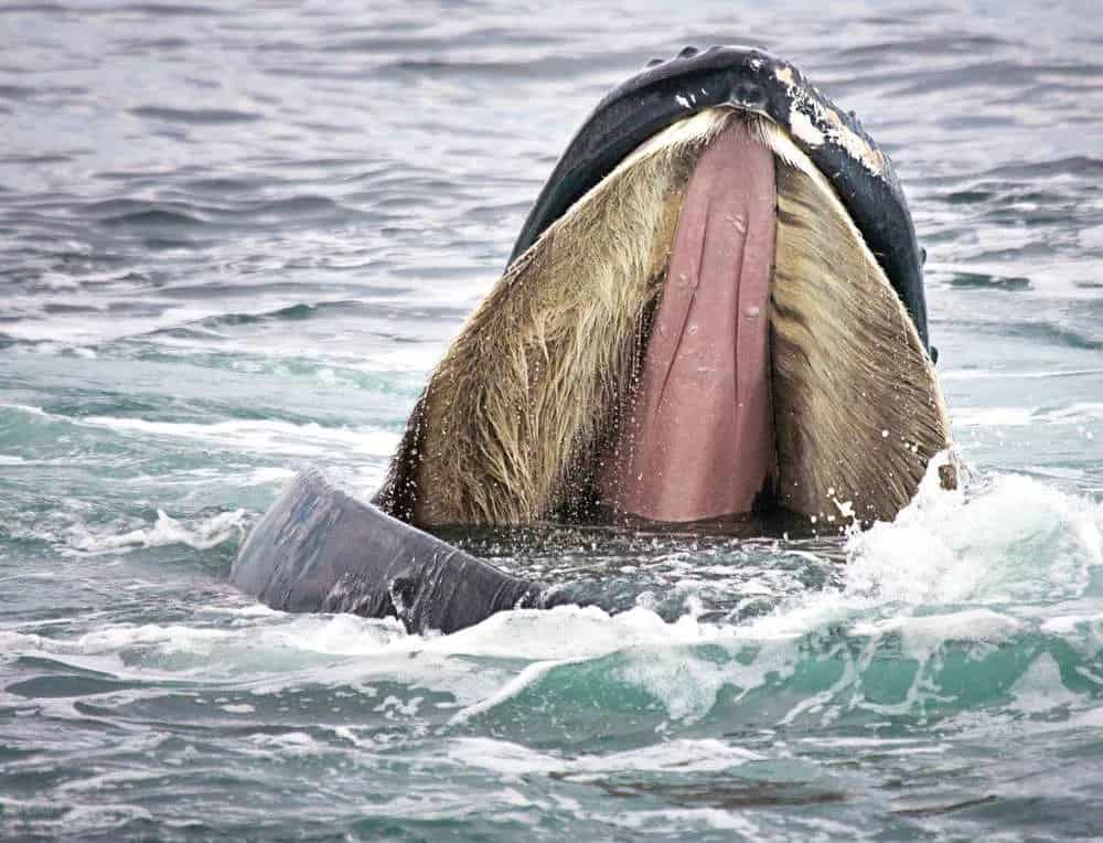 Китовый ус википедия